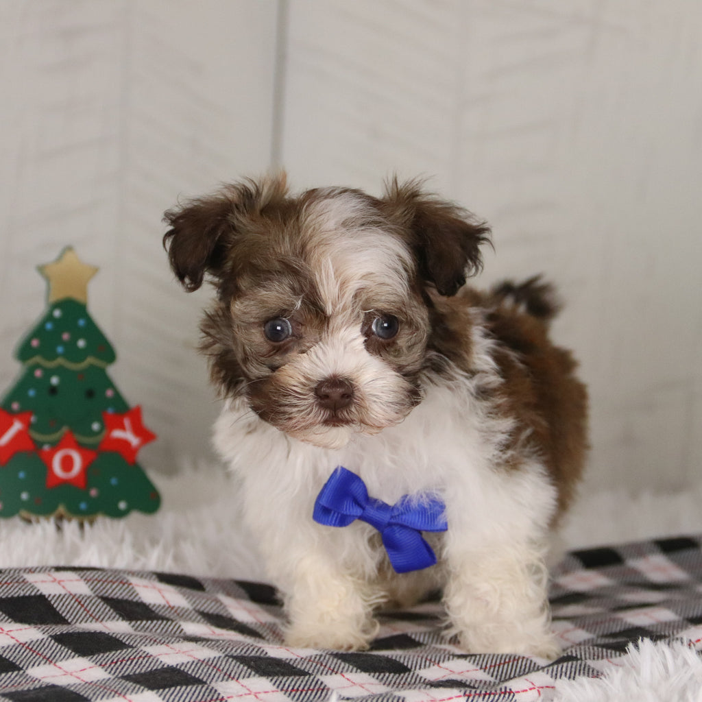 Boone - Available 12/24