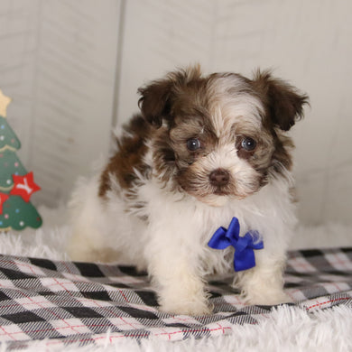 Boone - Available 12/24