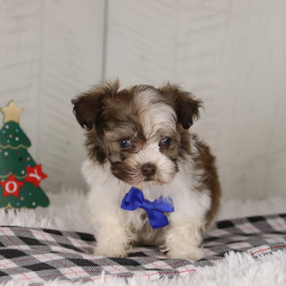 Boone - Available 12/24