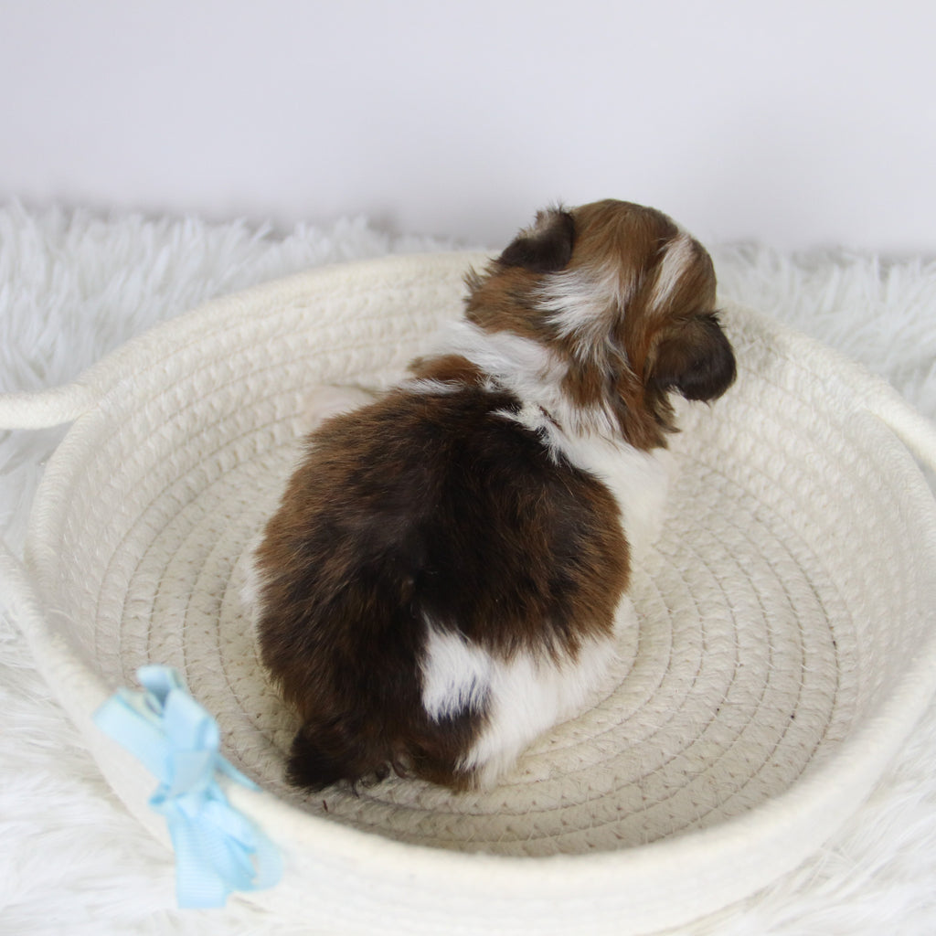 Boone - Available 12/24