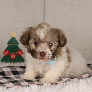 Benson - Available 12/24