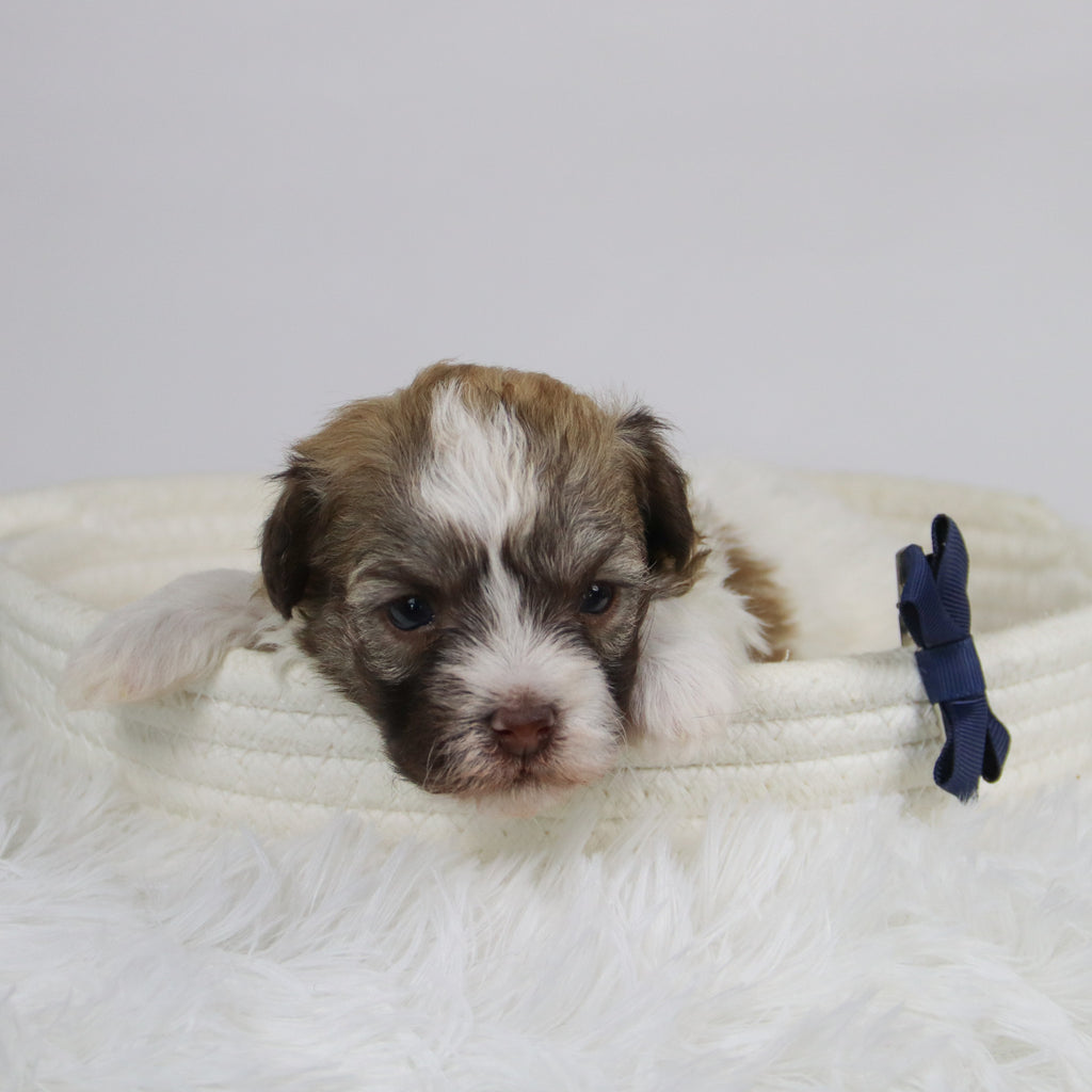 Benson - Available 12/24