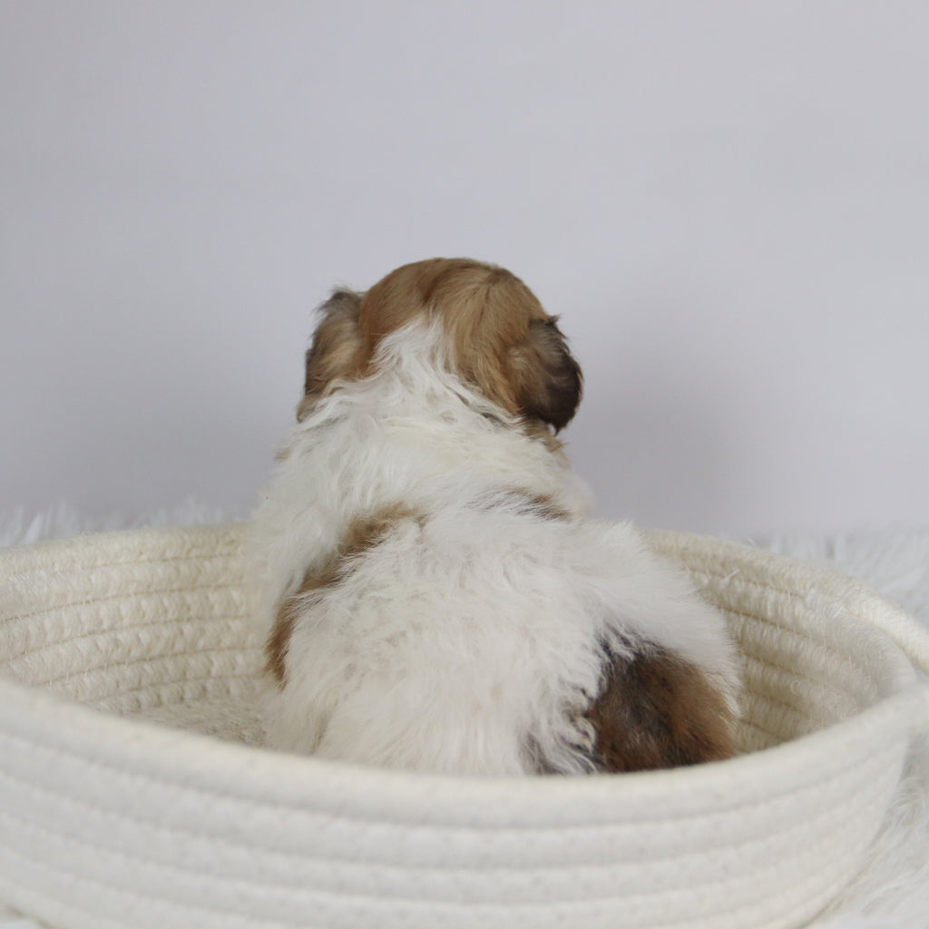 Benson - Available 12/24