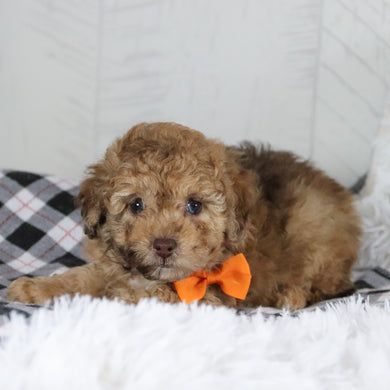 Gid - Available 1/28