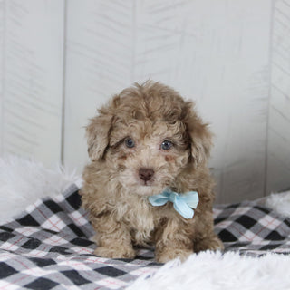 Aldie - Available 1/28