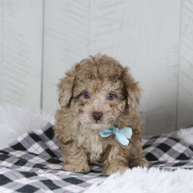 Aldie - Available 1/28