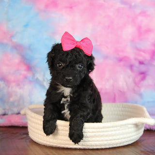 Abbie - Available 1/7