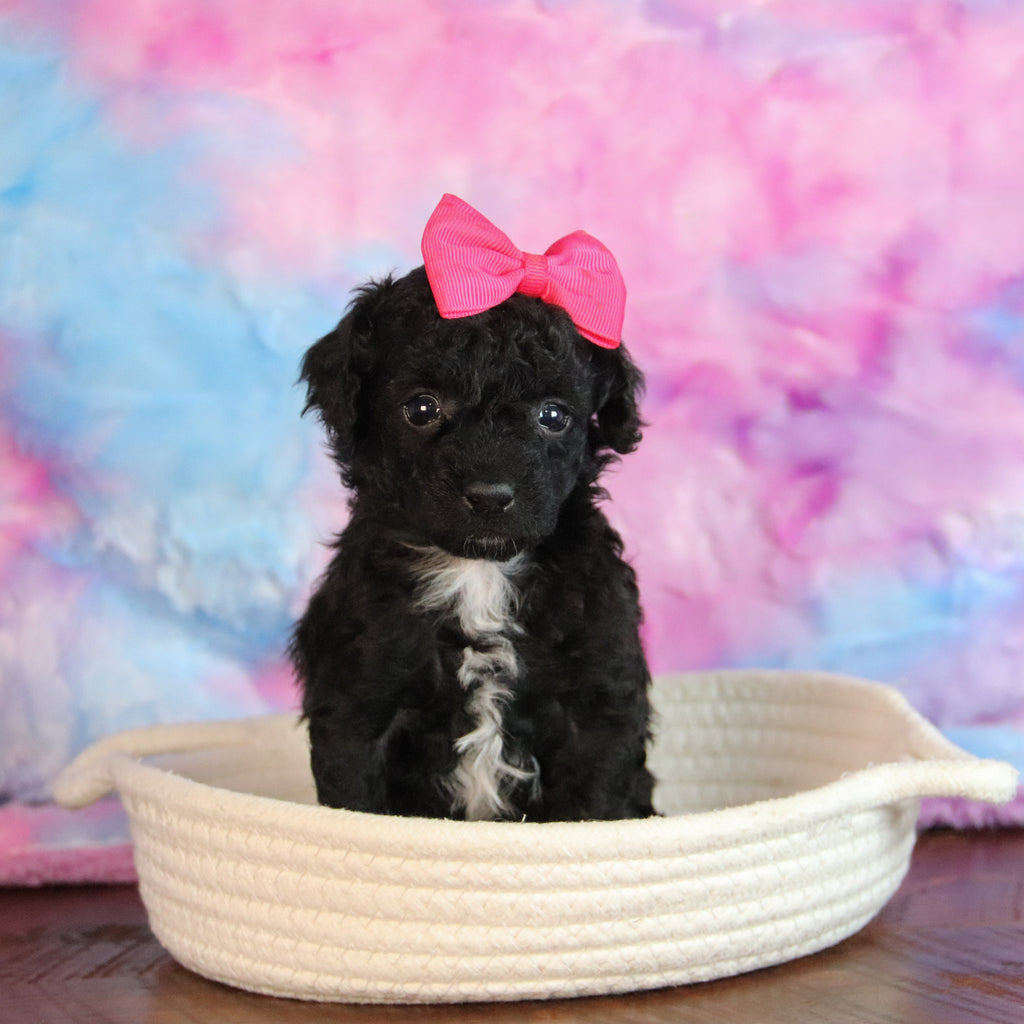 Abbie - Available 1/7