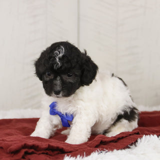 Teddy - Available Now