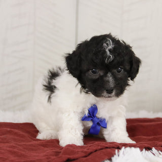 Teddy - Available 1/15