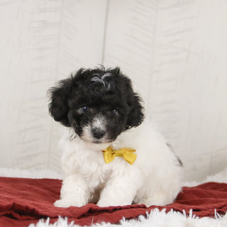 Robin - Available 1/15