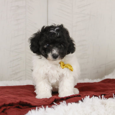 Robin - Available 1/15