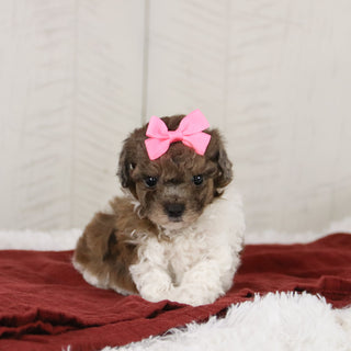 Maureen - Available 1/15