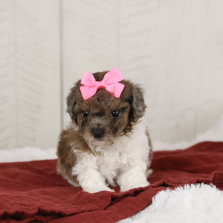 Maureen - Available 1/15