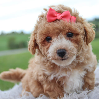 Maddy