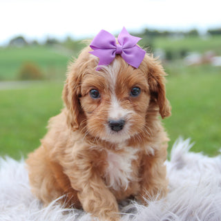 Kallie