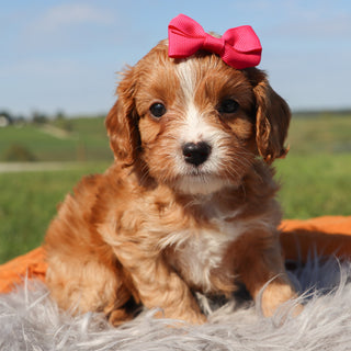 Kallie