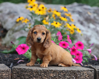 Poppy - Available 8/6