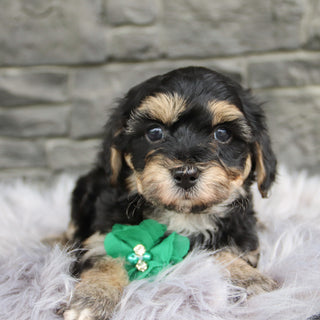Toby