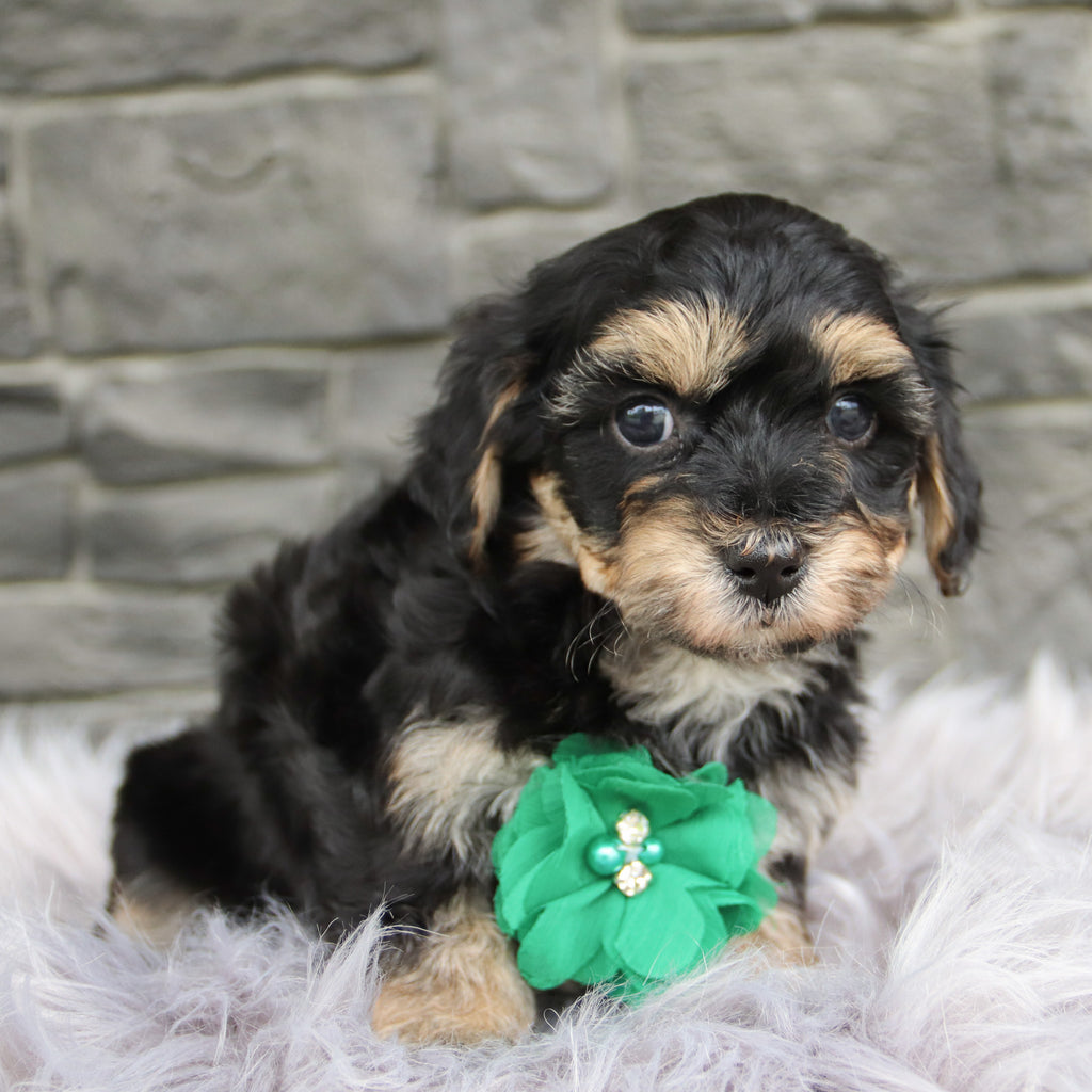 Toby