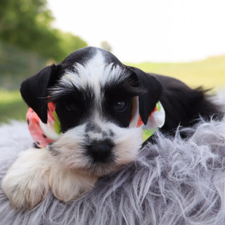 Blossom