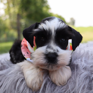 Blossom