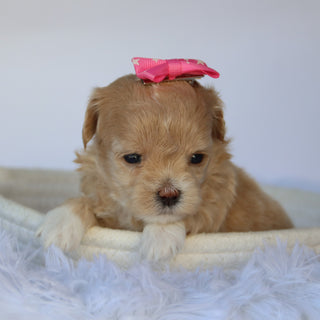 Kinsley - Available 11/5