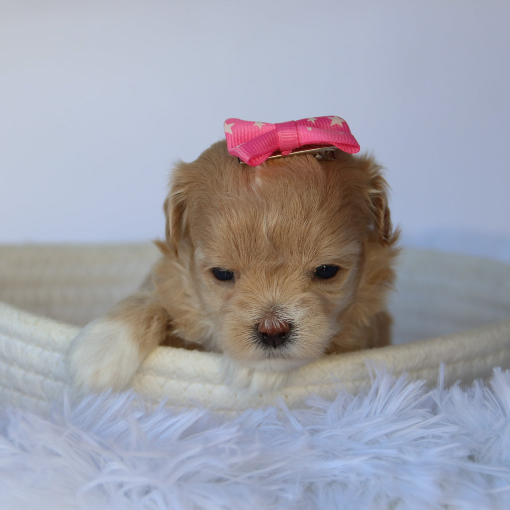 Kinsley - Available 11/5