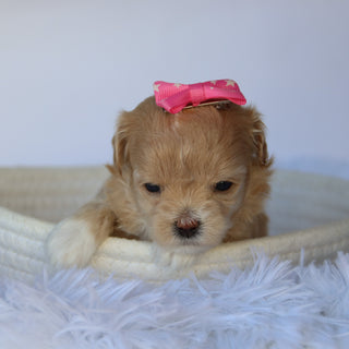 Kinsley - Available 11/5