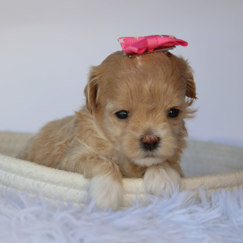 Kinsley - Available 11/5