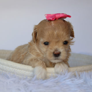 Kinsley - Available 11/5