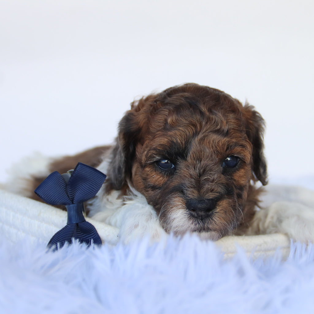 Buckeye - Available 11/19