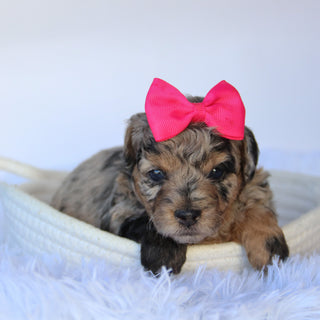 Chastity - Available 11/19