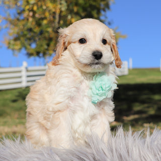 Theodore