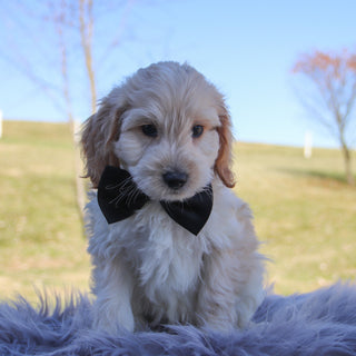 Theodore