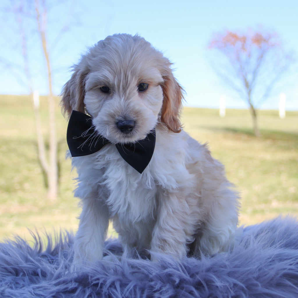 Theodore