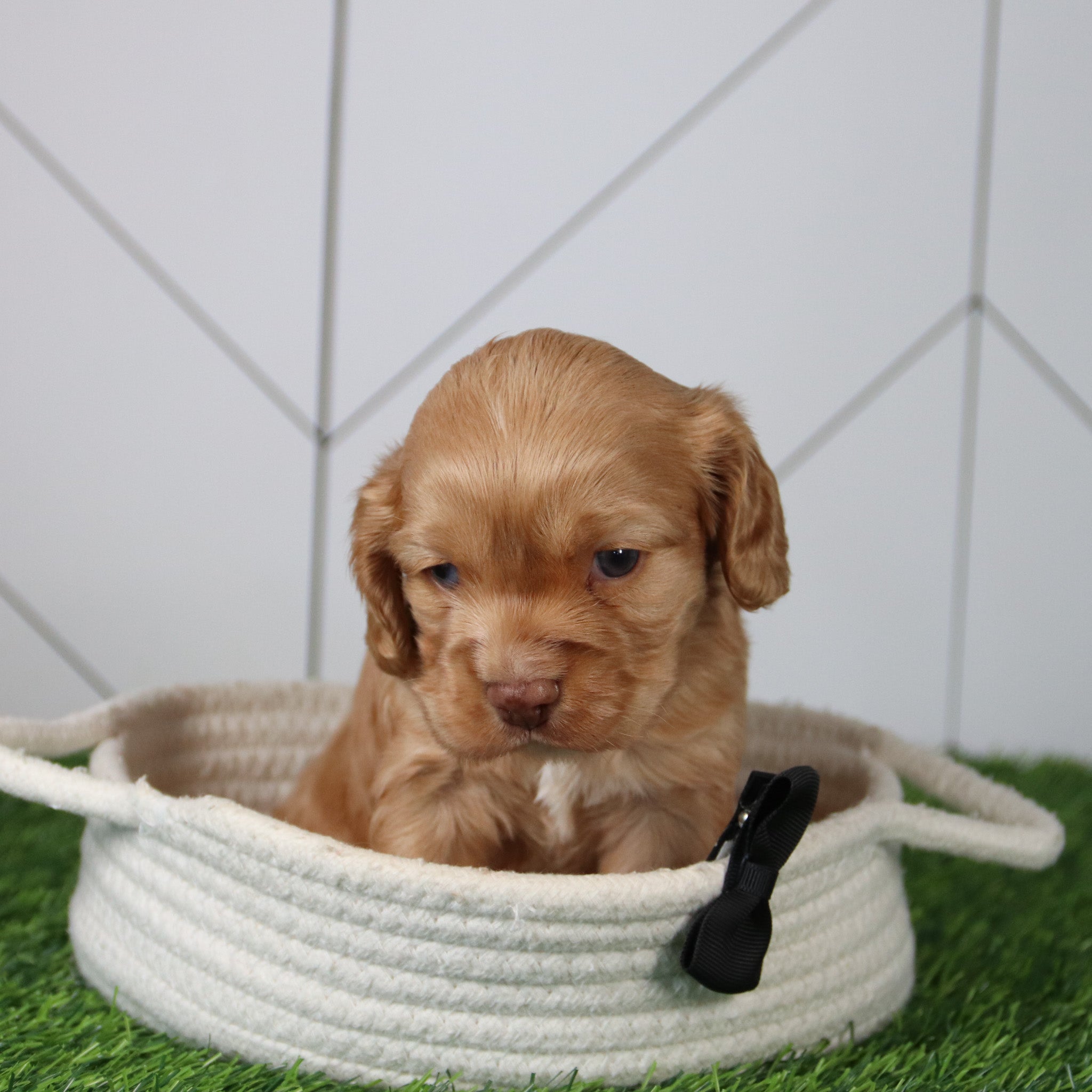 puppies for sale in Eden