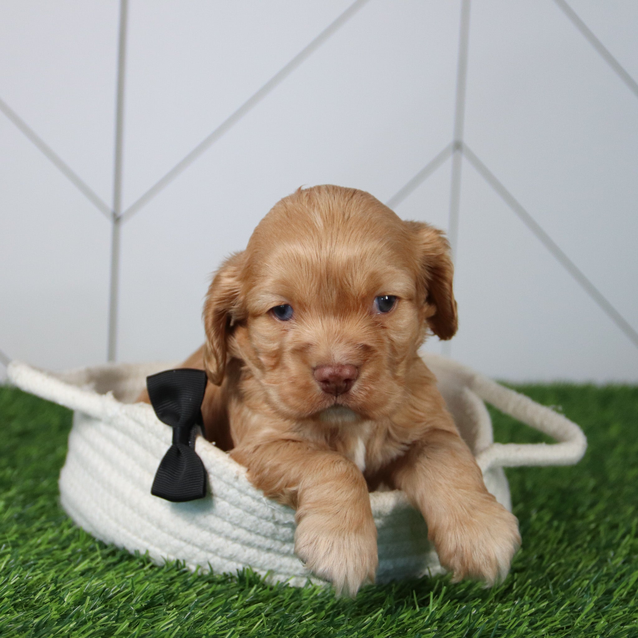 puppies for sale in cornelius