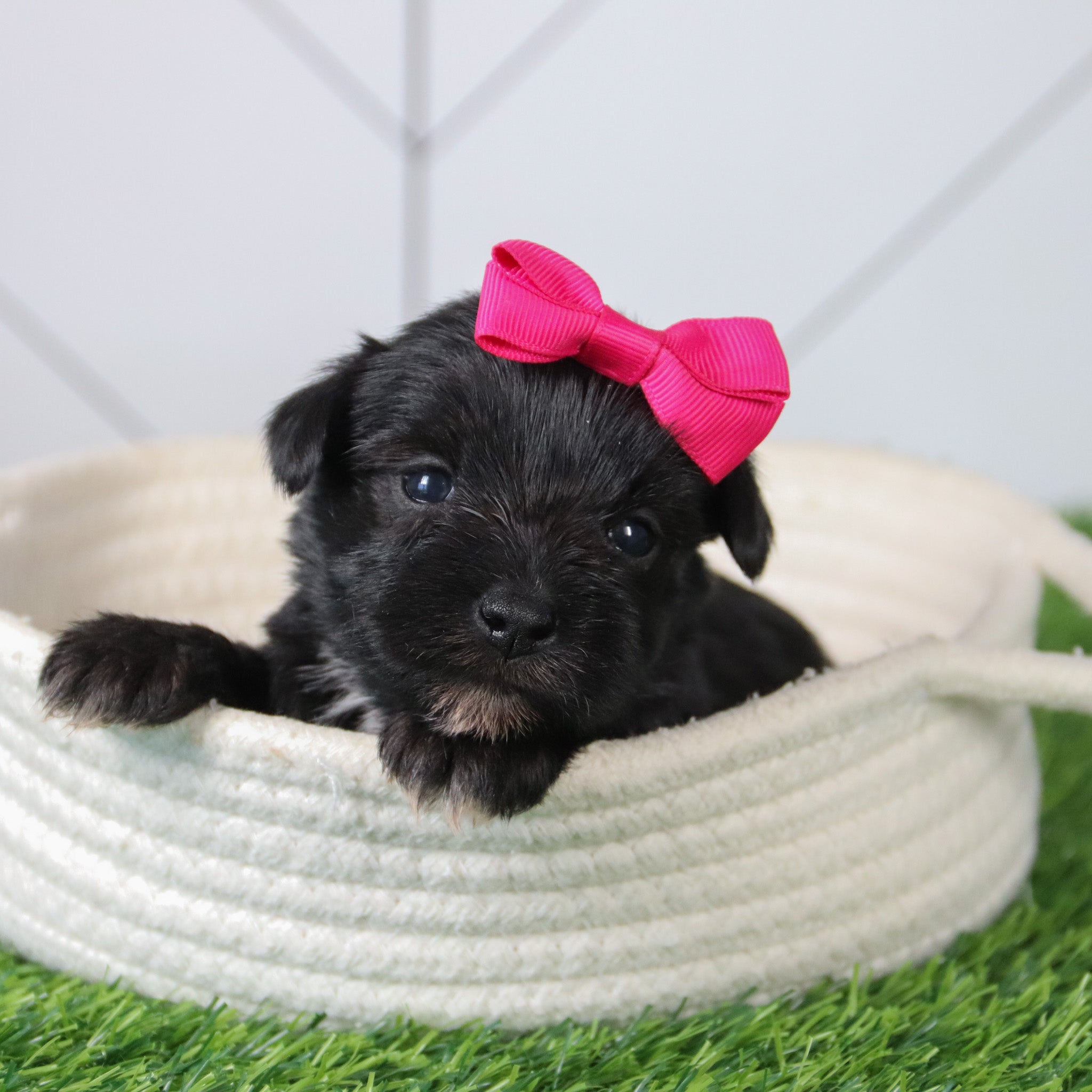 WHY CHOOSE HAPPYTAIL PUPPIES