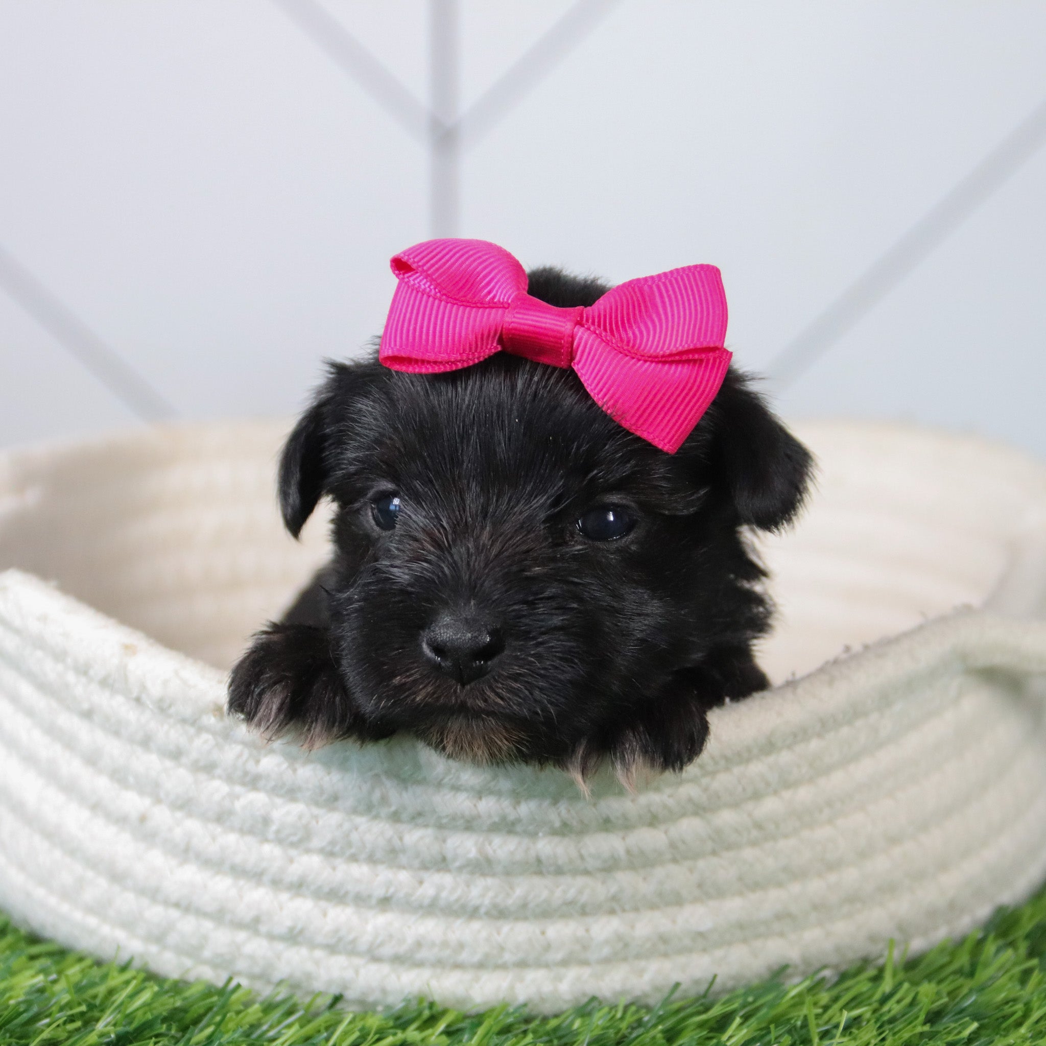 PUPPIES FOR SALE IN WENTWORTH