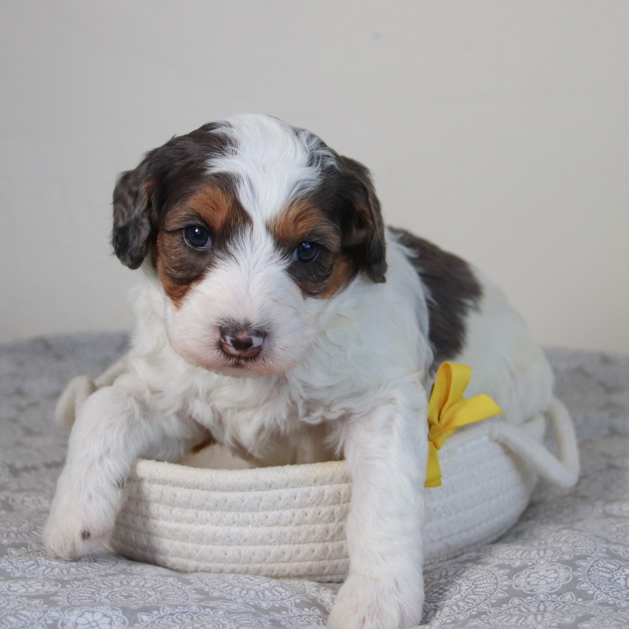 Puppies for sale in Wendell