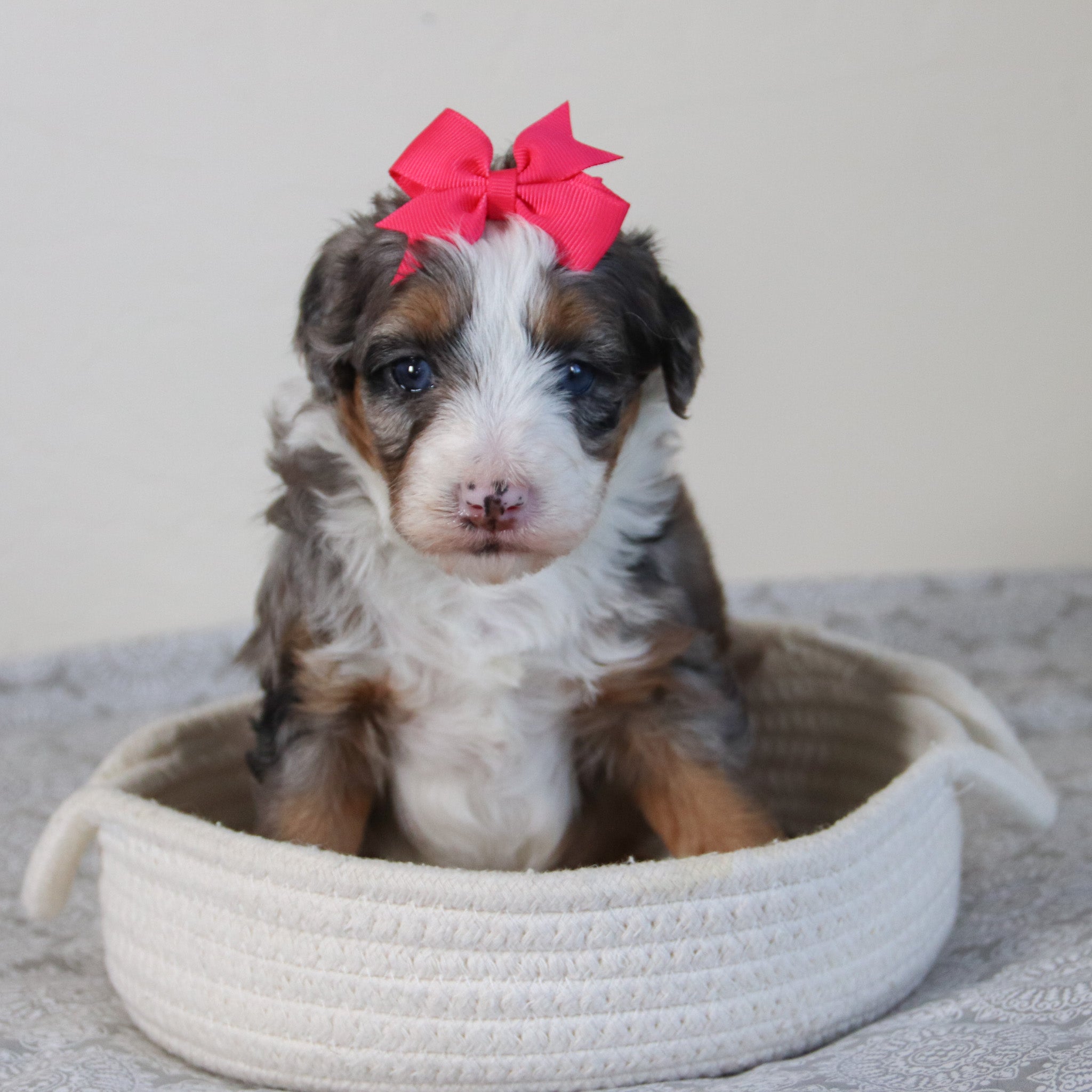 puppies for sale in Statesville