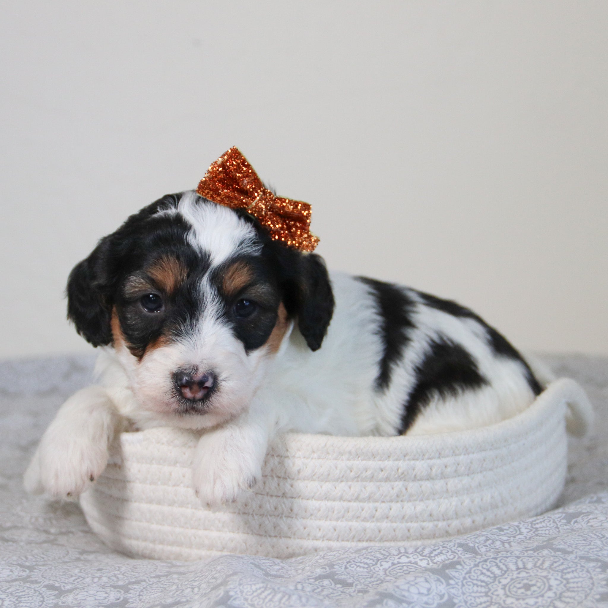 puppies for sale in Huntersville