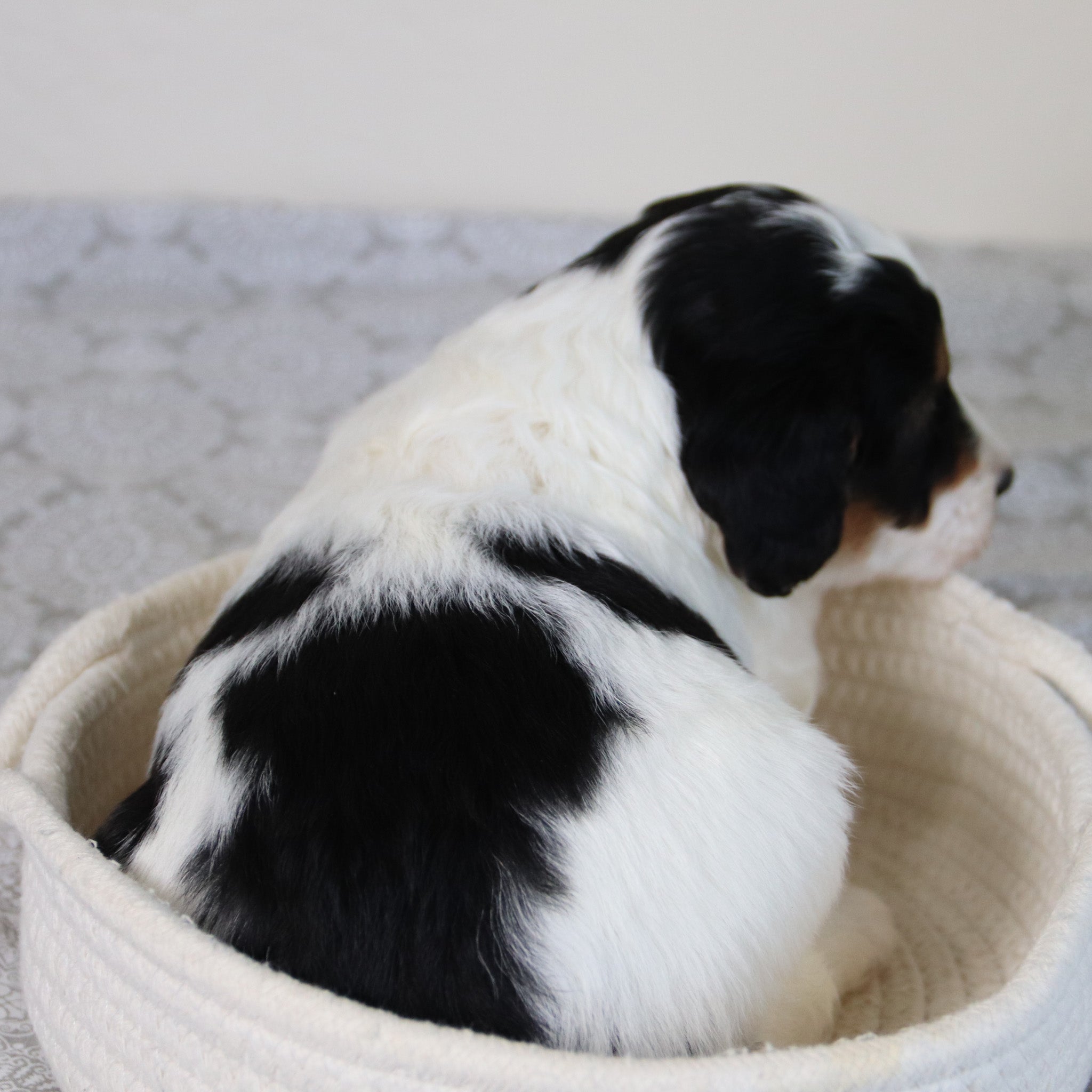 why choose happytail puppies