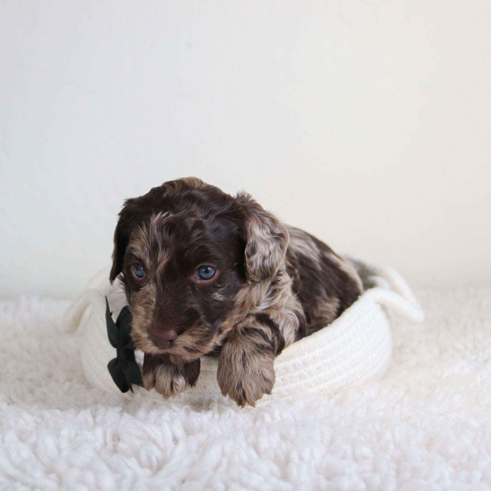 puppies for sale in mebane