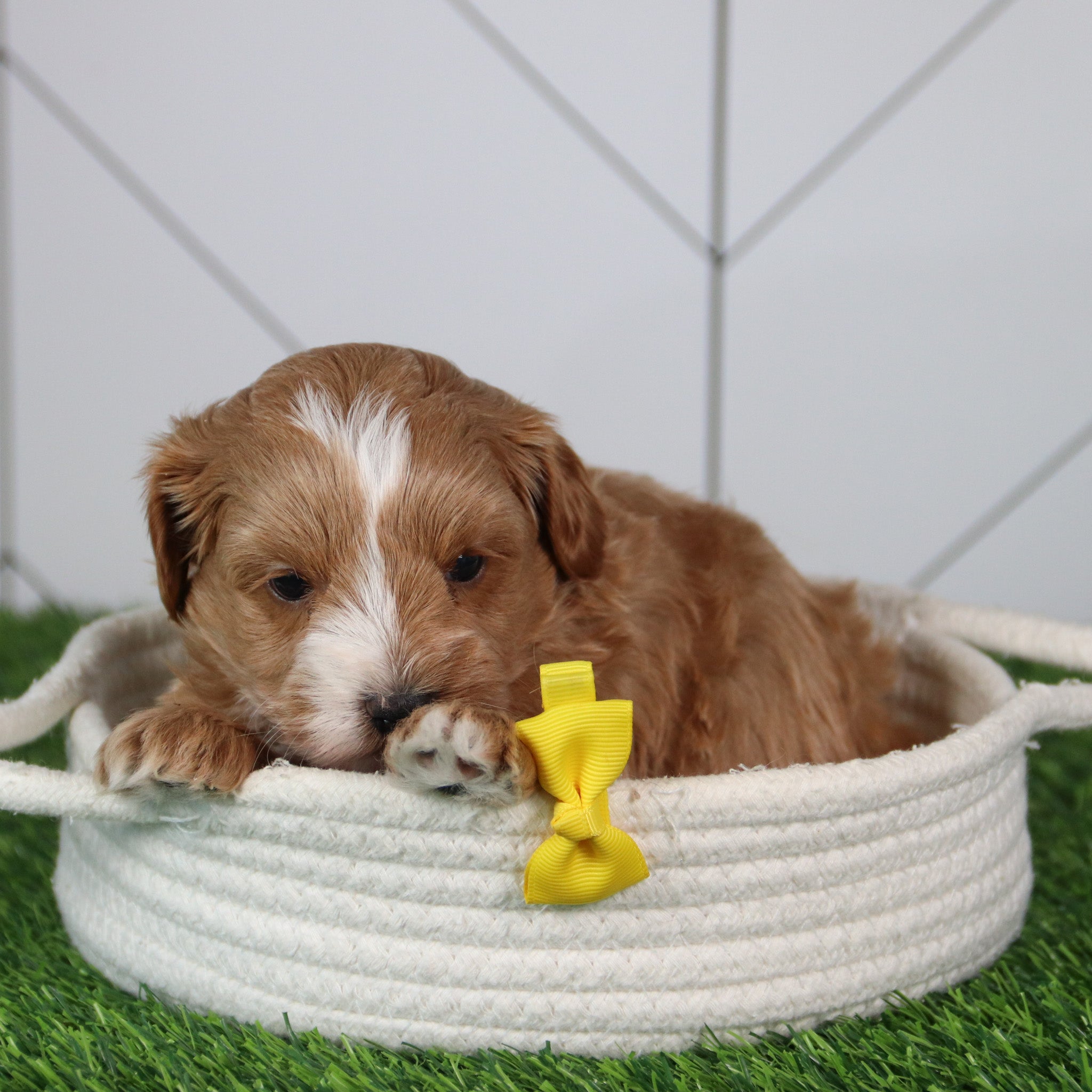 why choose happytail puppies?