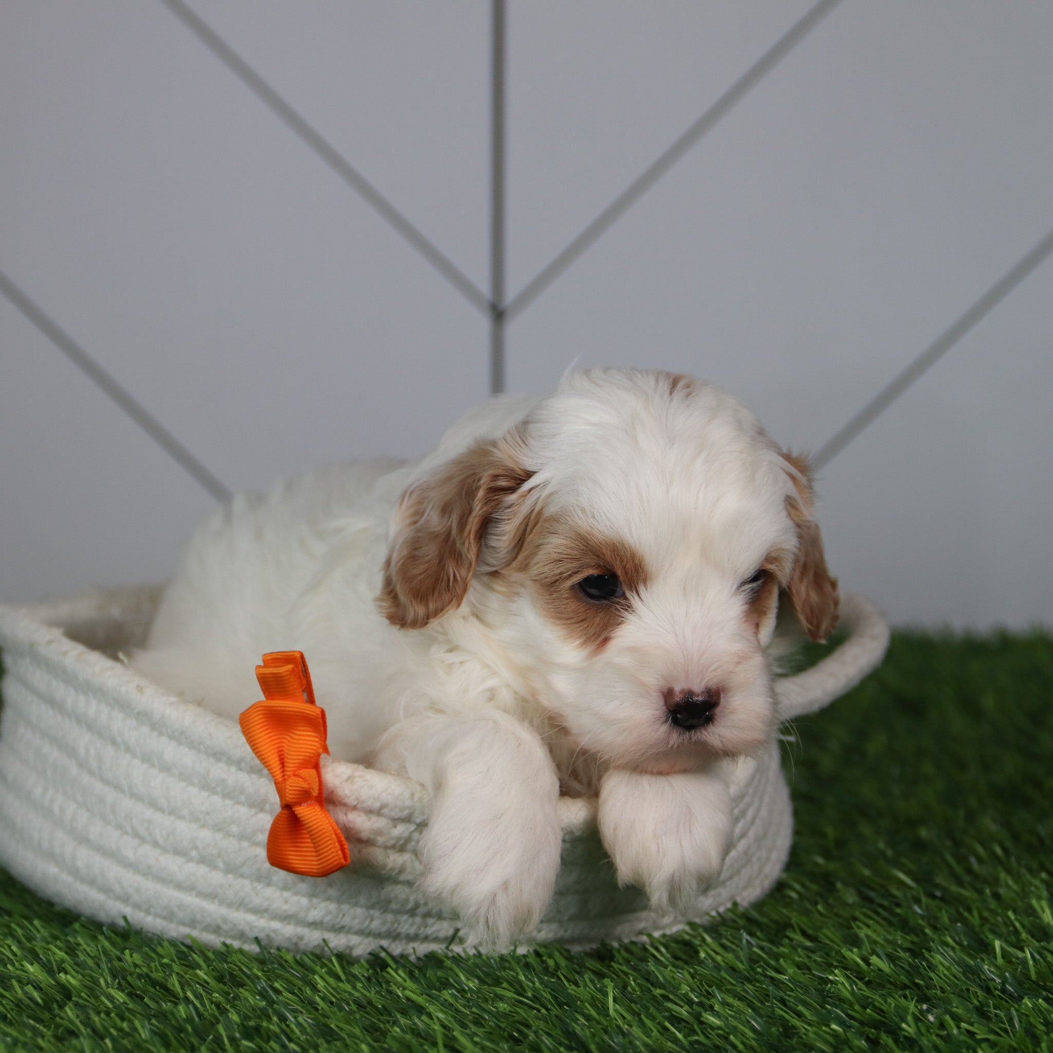 puppies for sale in marvin, nc