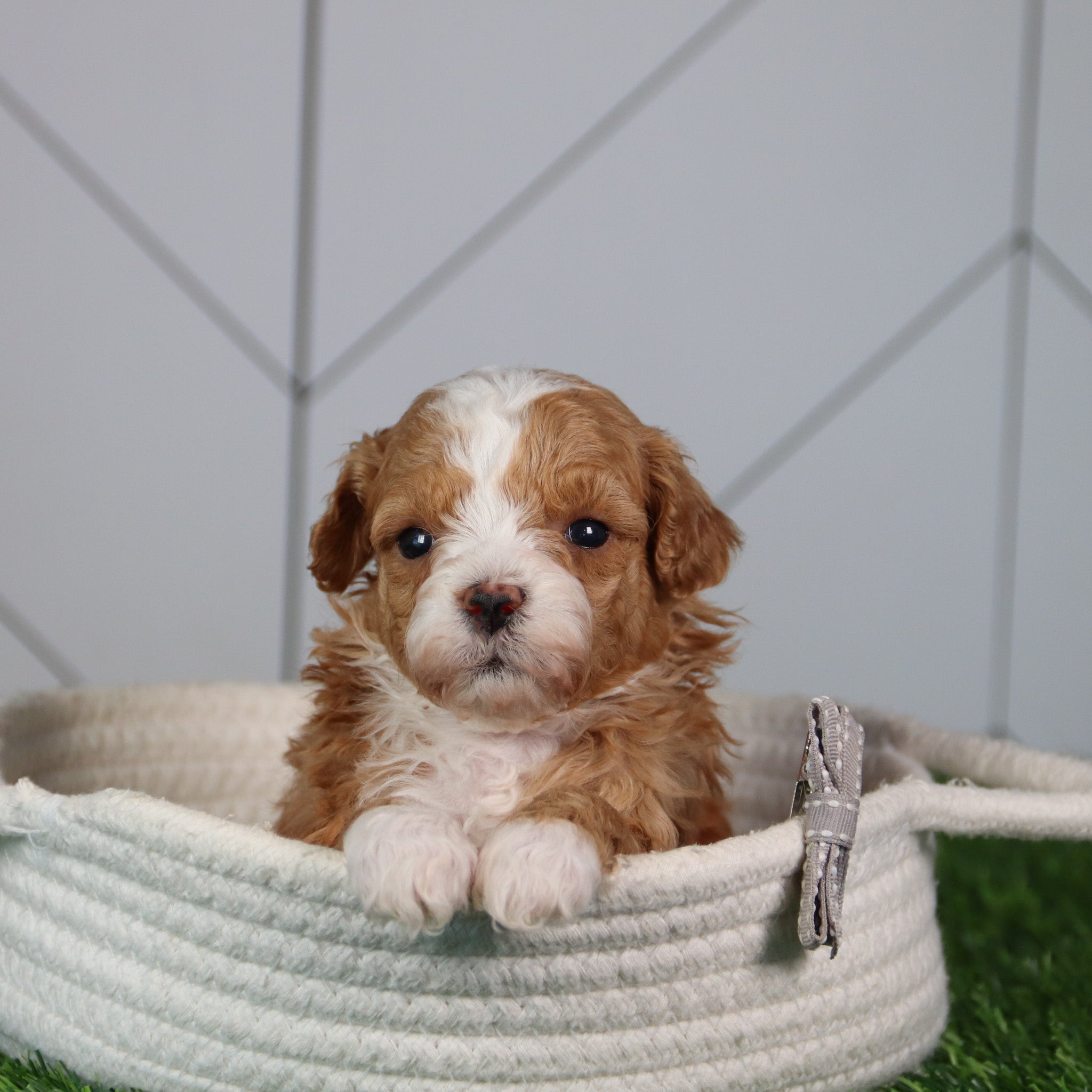 puppies for sale in spring hope, nc