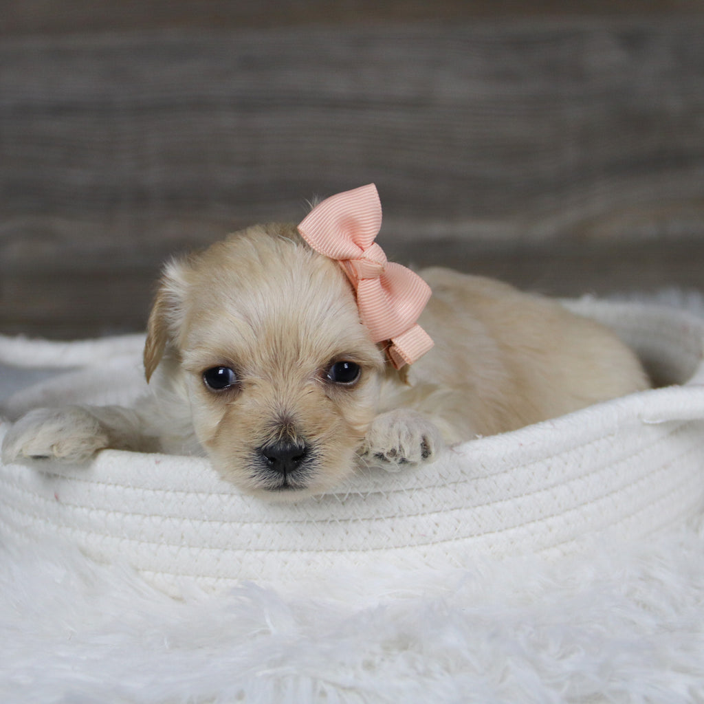 June - Available 2/4