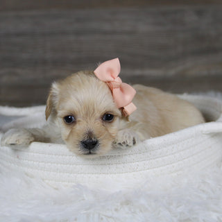 June - Available Now